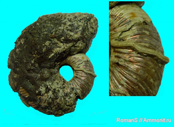 аммониты, юра, серпулы, черви, Serpula, Quenstedtoceras, Дубки, Serpulidae, Cardioceratidae, Ammonites, Quenstedtoceratinae, Metavermilia, Metavermilia goldfussi, Jurassic
