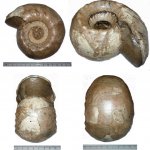 Cadoceras elatmae