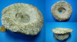 Cephalites
