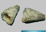 Sororistirps radiatum