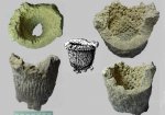 Orthodiscus