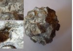 Зуб на губке Plocoscyphia