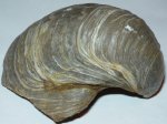 Gryphaea