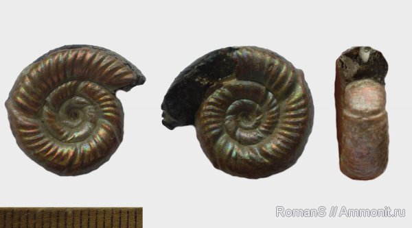 аммониты, юра, Дубки, Perisphinctidae, Саратовская область, Alligaticeras, Ammonites, Jurassic