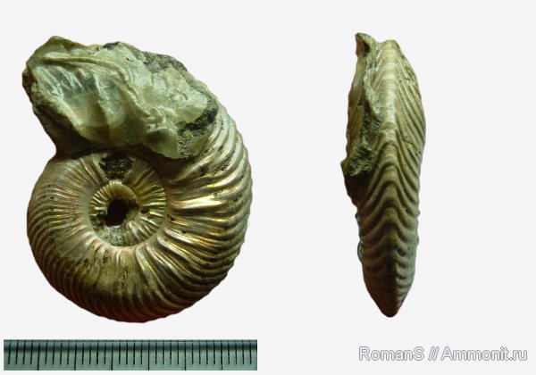 аммониты, юра, Quenstedtoceras, Quenstedtoceras lamberti, Дубки, Саратовская область, Cardioceratidae, Ammonites, Jurassic