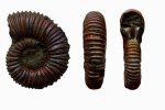Peltoceras arduennense