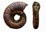 аммонит Peltoceras