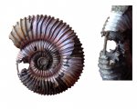 Сифон аммонита Peltoceras