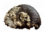 Kosmoceras с кристаллами гипса