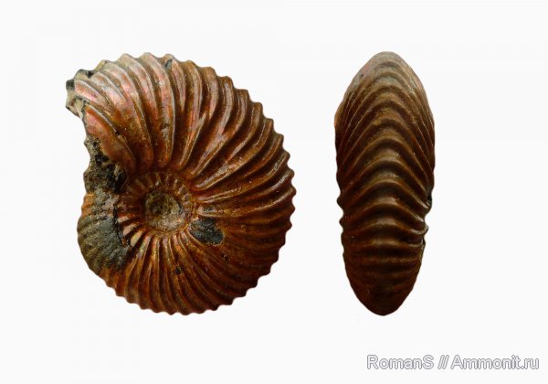 аммониты, юра, микроконхи, Дубки, Саратовская область, Longoceras, Ammonites, Longaeviceras, Microconchs, Jurassic