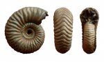 Vertumniceras angulatum