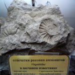 Virgatites