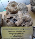 Раковины аммонитов