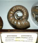 Grossouvria subtilis