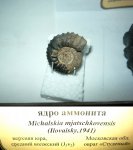 Michalskia miatschkoviensis
