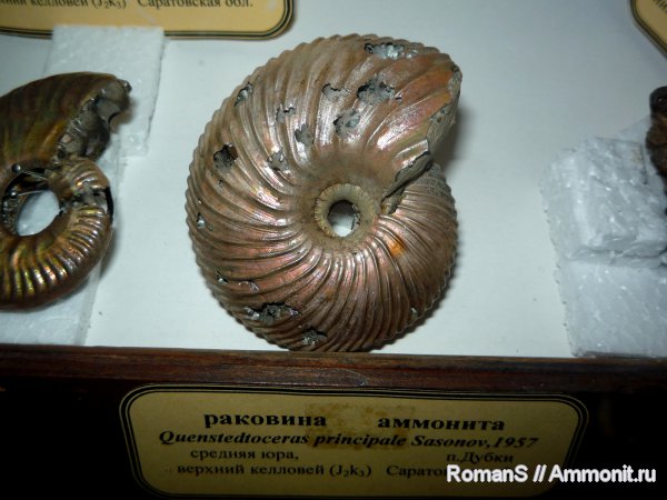 Музеи