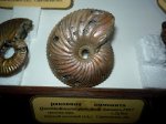 Quenstedtoceras principale(Longaeviceras )