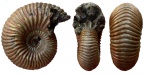 Eboraciceras rybinskianum