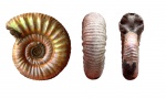 Choffatia