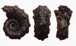 Kosmoceras с крупными шипами