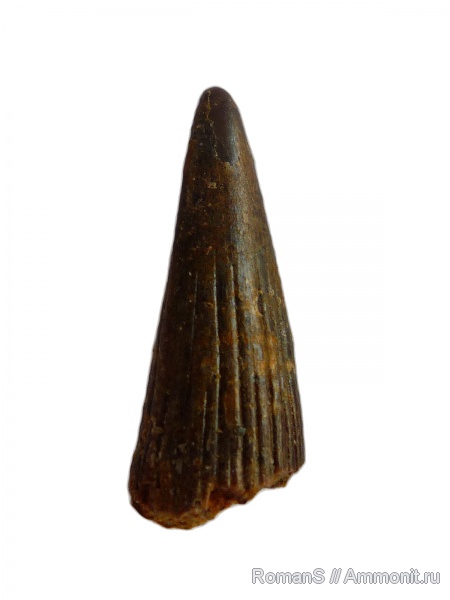 триас, амфибии, зубы, Trematosaurus, Triassic, teeth
