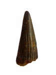 Зуб амфибии Trematosaurus