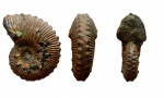 Kosmoceras duncani