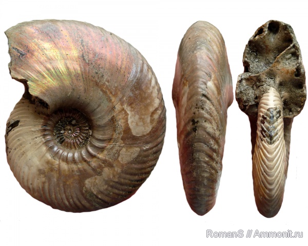 аммониты, юра, макроконхи, Quenstedtoceras, Quenstedtoceras lamberti, Дубки, Саратовская область, Cardioceratidae, Ammonites, Macroconchs, Jurassic