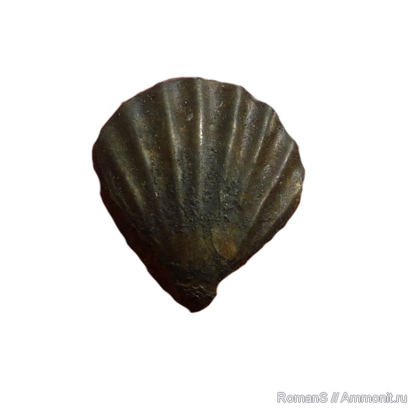 юра, двустворчатые моллюски, Дубки, Саратовская область, Radulopecten, Jurassic