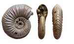 Vertumniceras mariae
