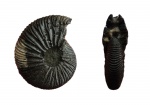 Virgatites virgatus