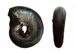 Kachpurites cheremkhensis