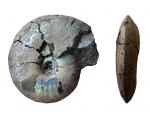 Garniericeras catenulatum