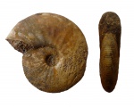 Kosmoceras enodatum