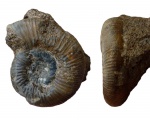 Elatmites