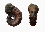 Аммонит Kosmoceras