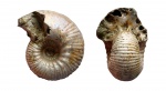 Аммонит Eboraciceras carinatum