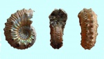 kosmoceras spinosum