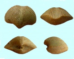 Брахиопода Theodossia