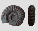 Virgatites pallasianus
