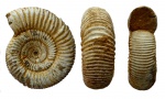Perisphinctes