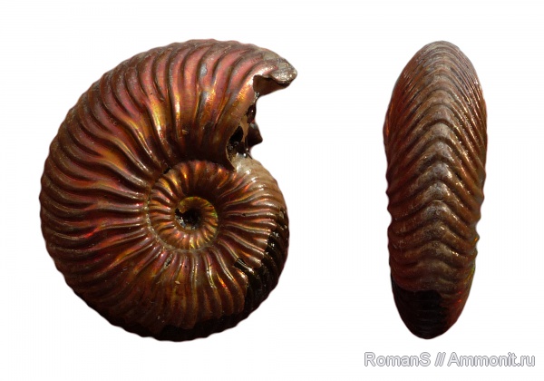 аммониты, юра, Дубки, Vertumniceras, Саратовская область, Ammonites, Vertumniceras mariae, Jurassic