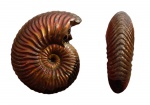 Аммонит Vertumniceras mariae