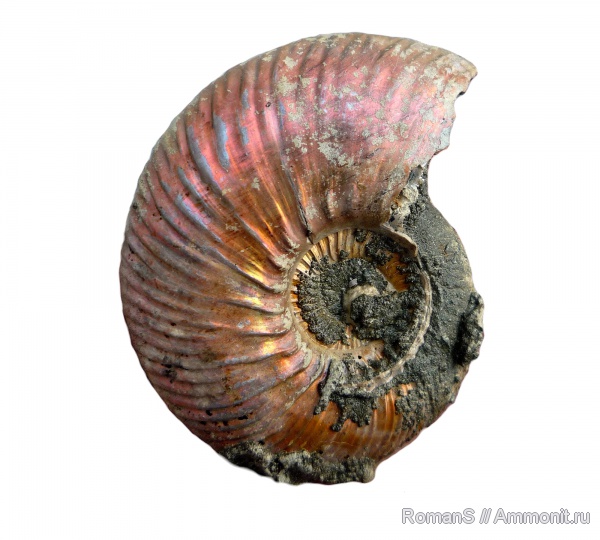 аммониты, юра, Quenstedtoceras, Quenstedtoceras lamberti, Дубки, Саратовская область, Cardioceratidae, Ammonites, Jurassic