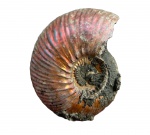 Красный Quenstedtoceras lamberti