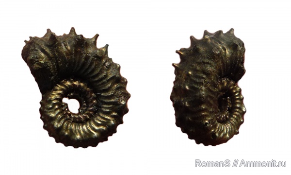 аммониты, юра, Kosmoceras, Дубки, Kosmoceratidae, Саратовская область, Ammonites, шипы, Jurassic