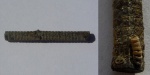Pentacrinus sp.