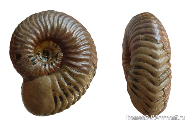 аммониты, юра, Дубки, Vertumniceras, Саратовская область, Vertumniceras angulatum, Ammonites, Jurassic
