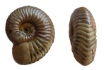 Vertumniceras angulatum с жилой камерой