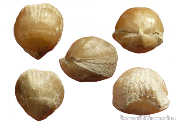брахиоподы, мел, Cyclothyris, Cretaceous